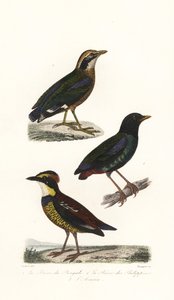 Indisk pitta, hette pitta og Javan banded pitta. av Unbekannter Künstler