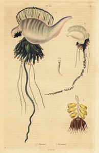Indo-Stillehavet portugisisk krigsmann, Physalia utriculus 1, Azorene krigsmann, Physalia physalis 2 og Siphonophora zoophyte, Physsophora disticha av Unbekannt