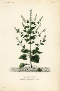 Jack-by-the-hedge eller hvitløkssennep, Alliaria petiolata, Alliaria officinalis, Alliaire officinale av Unbekannt