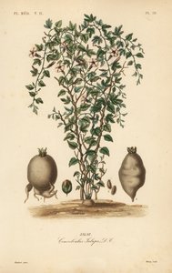 Jalap vinranke, Ipomoea jalapa, Convolvulus jalapa, Jalap av Unbekannt