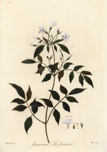 Jasmine, Jasminum officinale. 1805 (gravering) av Unbekannter Künstler