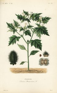 Jimsonweed eller djevelens snare, Datura stramonium, Stramoine av Unbekannt