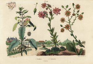 Josephine-plante, Josephinia-keiserinne 1 og steiner, Crassula-art 2,3 av Unbekannt