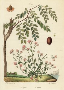 Jujube eller kinesisk daddel, Ziziphus jujuba 1, og Virginia lager, Malcolmia maritima 2 av Unbekannt