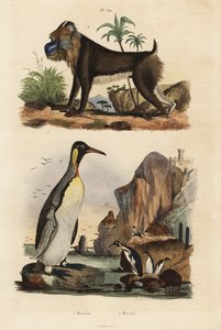 Kongepingvin, Aptenodytes patagonicus 1, og mandrill, Mandrillus sfinx, sårbar, 2 av Unbekannt