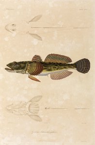 Knout goby, Svartehavet av Unbekannt