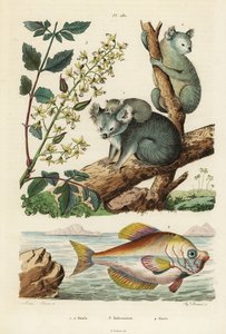 Koala, Phascolarctos cinereus 1.2, lakktre, Koelreuteria paniculata 3, og indisk pukkelhode, Kurtus indicus av Unbekannt