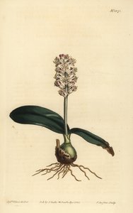 Lachenalia pallida (glansbladede lachenalia, Lachenalia lucida) av Unbekannt