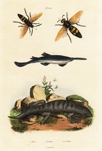 Stortannsagfisk, skinn og veps. av Unbekannter Künstler