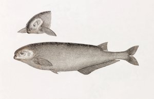 Behbeyts Mormyra av Unbekannt