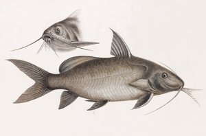 Le Pimelode Scheilan av Unbekannt