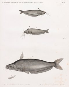 Oudney steinbit og Schilbe steinbit av Unbekannt