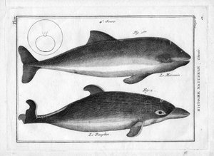 Nisen og delfinen i «Encyklopedisk og metodisk maleri av naturens tre riker» av Pierre Joseph Bonnaterre (1762–1804). Paris 1784. av Unbekannter Künstler