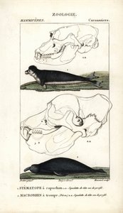 Stematopen med hette og den trunkede makrorhinusen eller sjøelefanten - Etsning av Jean Gabriel Pretre (1780-1845), gravert av Carnonkel, for naturvitenskapelig ordbok: pattedyr av Frederic Cuvier, redigert av Pierre Jean Francois Turpin (1775-1840) av Unbekannter Künstler