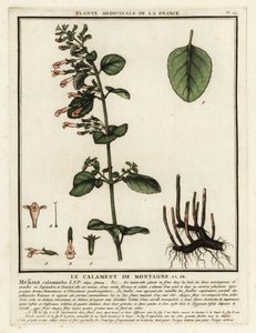 Mindre calamint, Clinopodium nepeta. av Unbekannter Künstler