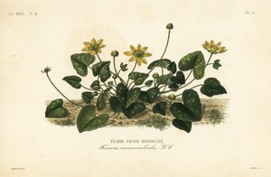 Små svalort, Ficaire verna, Ficaria ranunculoides, Ficaire fauss renoncule av Unbekannt