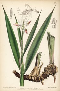 Mindre galangal, Alpinia officinarum. Håndkolorert litografi av Hanhart etter en botanisk illustrasjon av David Blair fra Robert Bentley og Henry Trimens Medicinal Plants, London. av Unbekannter Künstler