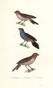 Mindre rødbarke, rødkinnet cordonbleu og vanlig linnet. av Unbekannter Künstler