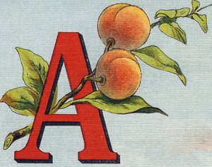 Bokstav A: aprikos. Gravering i "Alphabet de ma petite fille". Bernardin-Bechet og Fils, bokhandler-forlag, Paris, rundt 1895. Ubrytelig album på lerret. Bibliotheque des Bebes. 12 sider. Album som inneholder en lesemetode og en illustrativ abece av Unbekannt