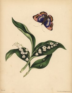 Liljer i dalen, Convallaria majalis, Renhet og lykkes retur; Den lilla keisersommerfuglen, Apatura iris, sjelens udødelighet av Unbekannt