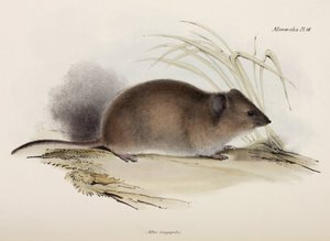 Langhåret rotte eller pestrotte, Australia, ca 1832-1836 av Unbekannter Künstler