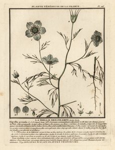 Kjærlighet-i-tåke. Nigella arvensis. av Unbekannter Künstler