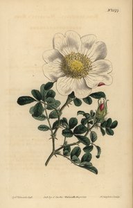 Macartneys rose, Rosa bracteata av Unbekannt