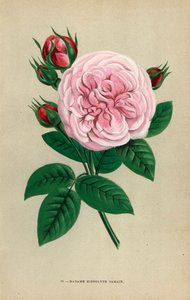 Madame Hippolyte Jamain-rose, hybrid dyrket av Monsieur Garcon fra Rouen i 1871 og dedikert til forfatterens kone. Kromolitografi tegnet og litografert etter naturen av F. Grobon fra Hippolyte Jamain og Eugene Forneys «Les Roses», Paris, J. Rothsch av Unbekannter Künstler