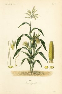 Mais eller mais, Zea mays, Mais av Unbekannt