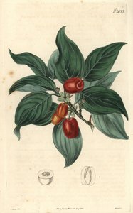 Hannkornell, gren med frukt. Illustrasjon av C. Curtis, gravering av Weddell. Eau forte i The Curtis Botanical Magazine, av Samuel Curtis. av Unbekannter Künstler