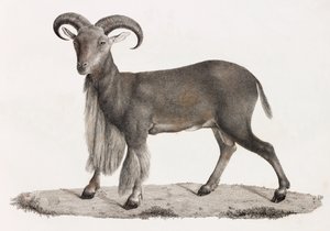Pattedyr: en barbarisk sau av Unbekannt