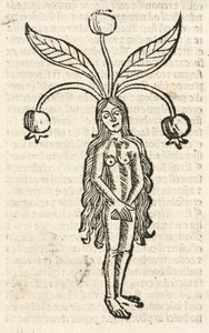 Mandrake (kvinnelig form) av Unbekannt
