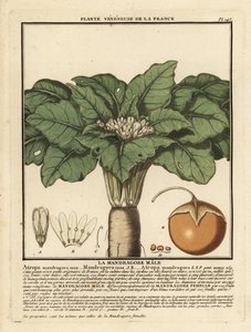Mandrake, Mandragora officinalis. av Unbekannter Künstler