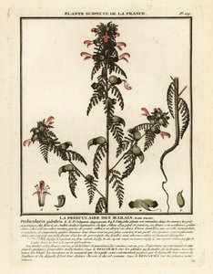 Myrlusurt, Pedicularis palustris. av Unbekannter Künstler