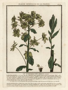 Myrspurge, Euphorbia palustris. av Unbekannter Künstler