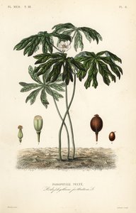 Mayapple eller amerikansk mandrake, Podophyllum peltatum, Podophylle pelte av Unbekannt