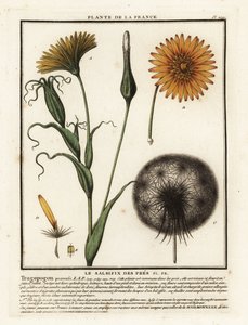 Engsalt, Tragopogon pratensis. av Unbekannter Künstler