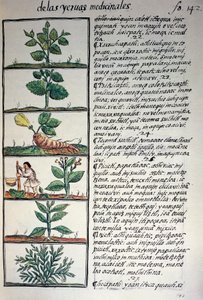 Medisinplanter, tekst i Nahuati, fra faksimile av manuskript General History of Things of New Spain, også kjent som Florentine Codex, av Bernardino de Sahagun av Benjamin Baud