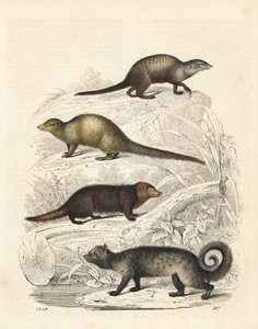 Meerkat, Suricata suricatta 1, indisk grå mangust, Herpestes Edwardsii 2, Common Kusimanse, Crossarchus obscurus 3 og asiatisk palmecivet, Paradoxurus hermaphroditus 4. Håndfarget litografi fra Carl Hoffmanns Book of the World, Stuttgart av Unbekannter Künstler