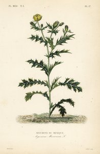 Meksikansk valmue eller blomstrende tistel, Argemone mexicana, Argemone du Mexique av Unbekannt