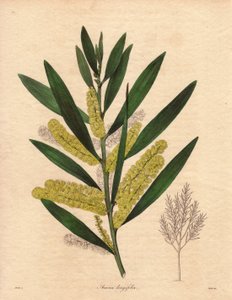 Mimosas larve (Acacia longifolia), busk med vedvarende løvverk, opptil 3 til 6 meter høy, med blomsterstand i lange, sitrongule epis, veldig duft. Plante hjemmehørende i New Holland (Australia), introdusert til Storbritannia i 1792. Illustrasjon av R av Unbekannter Künstler