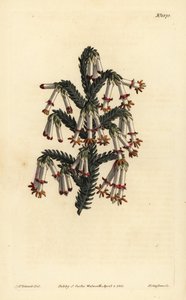 Monadelphous hei, Erica monadelpha av Unbekannt