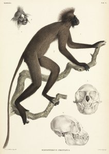 Ape- og hodeskalledetaljer, Sumatra, Indonesia av Unbekannt