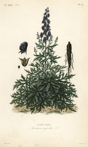 Munkehette, akonitt eller ulvebane, Aconitum napellus, Aconit napel av Unbekannt