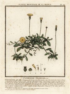 Musørehaukweet, Pilosella officinarum. av Unbekannter Künstler