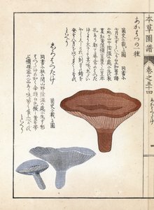 Sopp: akahatsu lacatire og hvit shirohatsudake - japansk trykk av Kanen Iwasaki (1786-1842), fra Honzo Zufu, illustrativ guide til medisinske planter av Unbekannter Künstler