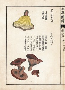 Sopp: varianter av melkeprecoces (spiselige) - Japansk trykk av Kanen Iwasaki (1786-1842), fra Honzo Zufu, illustrerende guide til medisinplanter av Unbekannter Künstler