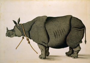 NHD-32 (47) Neshorn muligens fra Francis Buchanan-samlingen, ca. 1800, kunstner ukjent av Unbekannter Künstler