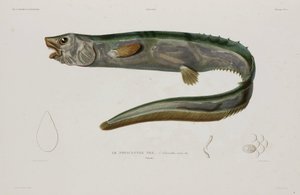 Natacanthus nasus, Island, tidlig på 1800-tallet av Unbekannter Künstler