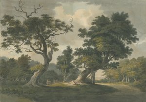 Needwood Forest: vannfargemaleri, nd [begynnelsen av 1800-tallet] av Unbekannt